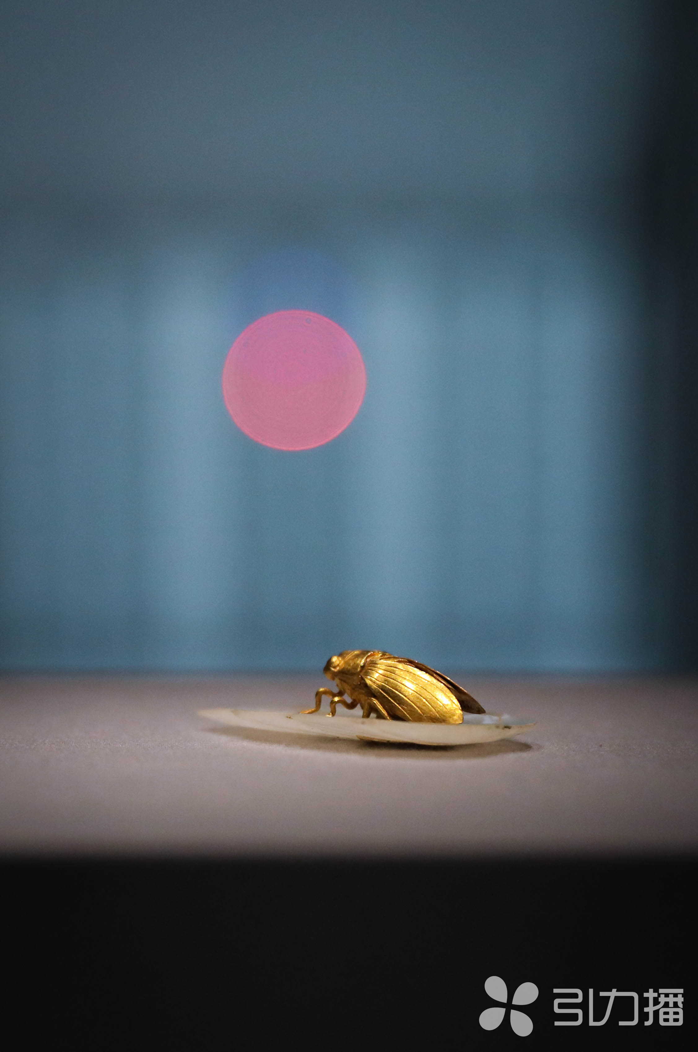 蜕变中的金蝉 - 新影像萌宠 花粉俱乐部
